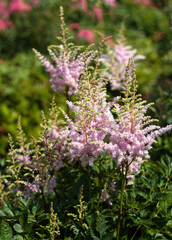 beautiful flowers in nature in the botanical garden