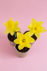 Planting Yellow Daffodil Flowers in ECO Pots, Spring Time, Copy Space, Flat Lay