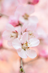 Close-up of pink peach flowers 