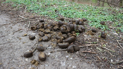 Pferdeapfel, Kot, Pferd © Marco Wicke