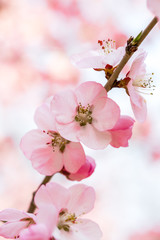 Obraz premium Close-up of pink peach flowers 