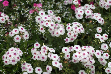 beautiful flowers in nature in the botanical garden