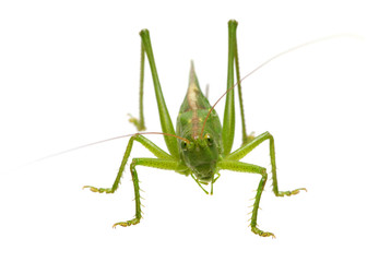 Green locust isolated on white