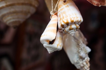 Hanging sea shells on selective focus