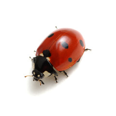 Ladybug isolated on white