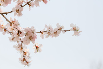 Peach flowers blossom in spring. Peach blossom.