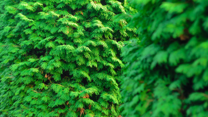 Thuja Coniferous Plant Texture. Green Floral Blank Background