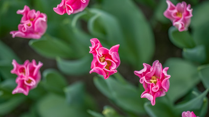 Tulpen - Frühlingsblumen