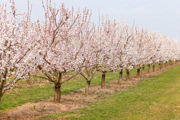 Fototapeta na wymiar Reihe von blühendne Kirschbäumen