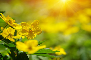field of spring flowers
