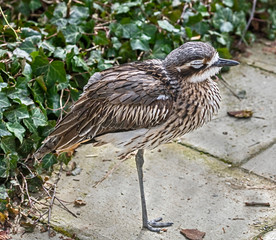 Bush stone-curlew in its enclosure. Latin name - Burhinus grallarius	