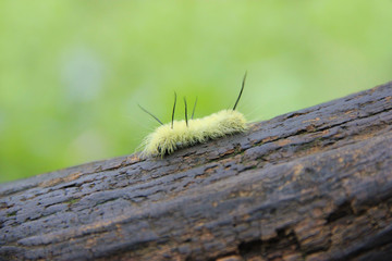 American Dagger Moth Acronicta Americana