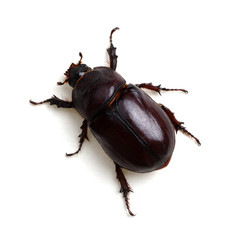 Beetle isolated on white