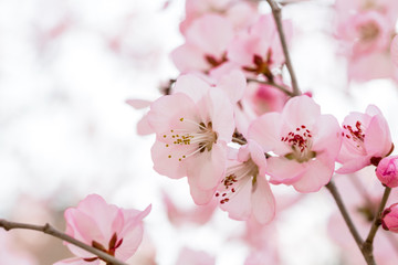 Peach flowers blossom in spring. Peach blossom.