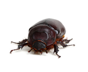 Beetle isolated on white