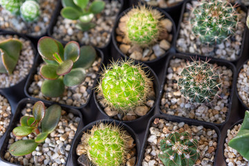 Beautiful small cactus in black pot, gardening and decoration concept