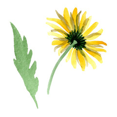 Yellow daisy floral botanical flower. Watercolor background illustration set. Isolated daisybushes illustration element.
