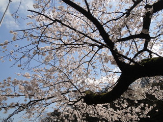 箱根の桜