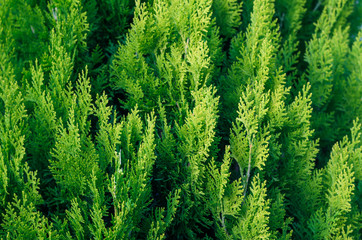 Fototapeta premium Thuja Coniferous Plant Texture. Green Floral Blank Background