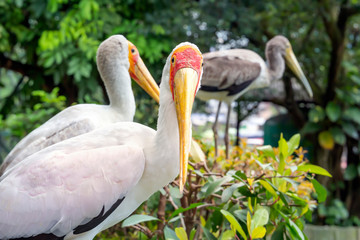 Yellow-billed stork in Kuala Lumpur bird park. Close-up