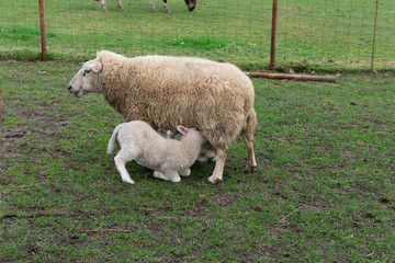 Fototapeta premium It's spring! Young lamb is going to eat at his mother