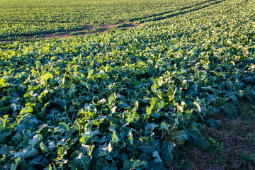 Plantation on agricultural field in autumn sun.