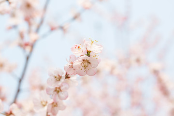 Peach flowers blossom in spring. Peach blossom.