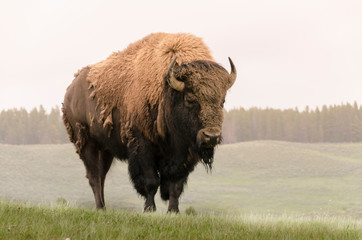 bison in Yellowstone Nationale Park in Wyoming