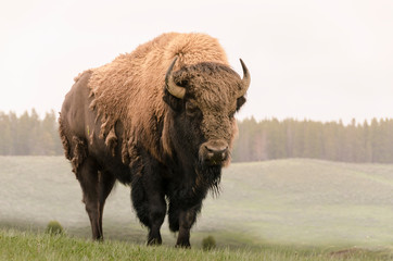 bison in Yellowstone Nationale Park in Wyoming