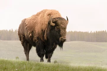 Cercles muraux Bison bison dans le parc national de Yellowstone au Wyoming