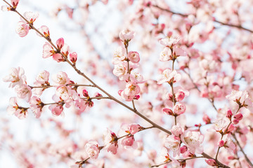 Peach blossom.