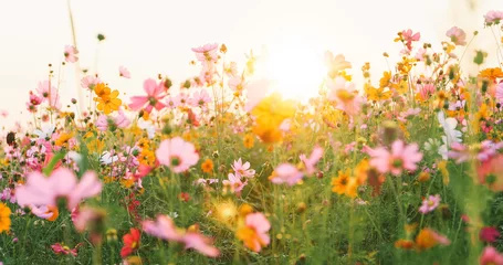  prachtig kosmos bloemenveld © tuiphotoengineer