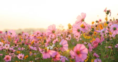 Gordijnen prachtig kosmos bloemenveld © tuiphotoengineer
