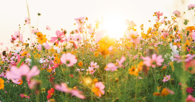 beautiful cosmos flower field © tuiphotoengineer