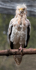 Egyptian vulture. Latin name - Neophron percnopterus	