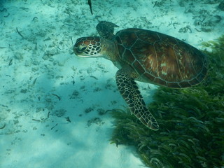Fototapeta premium Meeresschildkröte