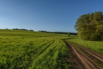 Fototapeta na wymiar field oats road agriculture
