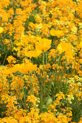 Insel Mainau im Frühling: buntes Blumenbeet mit Tulpen und Mohn - gelb, orange, rot