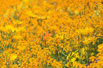 Insel Mainau im Frühling: buntes Blumenbeet mit Tulpen und Mohn - gelb, orange, rot