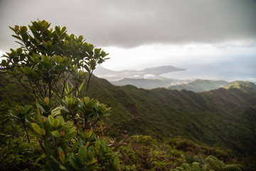 Hawaii Mountain Plant