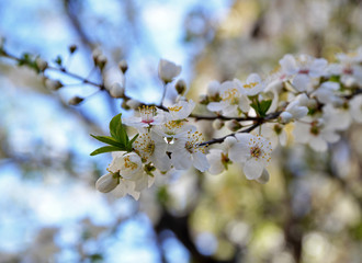 ilkbaharda çiçek açan ağaçlar