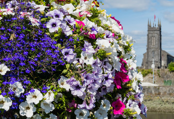 Flowers in Front of Bishop's Palace Limerick Bischofspalast Blumen