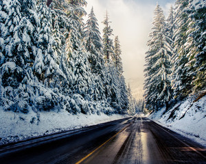 winter road travel hemlock Forest pine trees frozen call winter travel explore Oregon West coast...