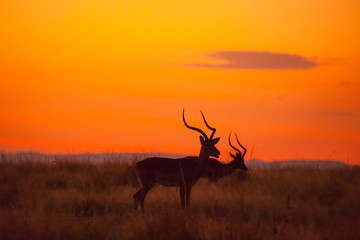 Male Impalas, Aepyceros melampus, silhouetted at sunrise, Masai Mara Game Reserve, Kenya