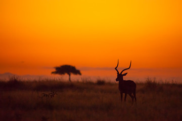 Male Impala, Aepyceros melampus, silhouetted at sunrise