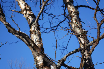 Finland; birches in the blue sky in Lapland