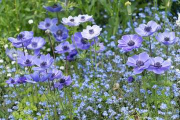Obraz na płótnie Canvas Blau-violette Garten-Anemone (anemone coronaria)