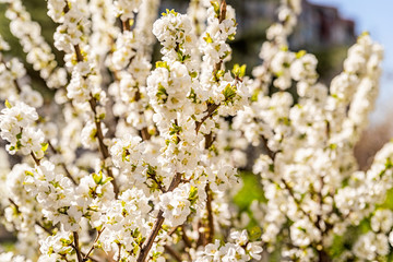 fresh white apple flowers in spring in the park outdoors