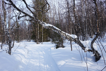 Finland; snowy landscape in the woods of Lapland