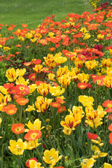 Insel Mainau im Frühling: buntes Blumenbeet mit Tulpen und Mohn - gelb, orange, rot